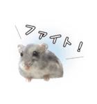 ハムスターのぽぽちゃん2（個別スタンプ：6）