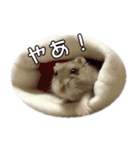 ハムスターのぽぽちゃん2（個別スタンプ：8）