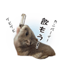 ハムスターのぽぽちゃん2（個別スタンプ：10）