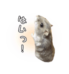 ハムスターのぽぽちゃん2（個別スタンプ：12）
