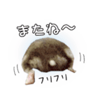 ハムスターのぽぽちゃん2（個別スタンプ：13）