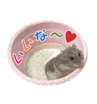 ハムスターのぽぽちゃん2（個別スタンプ：14）