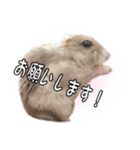 ハムスターのぽぽちゃん2（個別スタンプ：15）