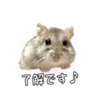 ハムスターのぽぽちゃん2（個別スタンプ：16）