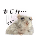 ハムスターのぽぽちゃん2（個別スタンプ：17）