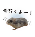 ハムスターのぽぽちゃん2（個別スタンプ：18）