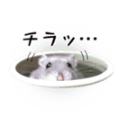 ハムスターのぽぽちゃん2（個別スタンプ：21）