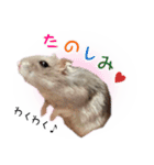 ハムスターのぽぽちゃん2（個別スタンプ：22）