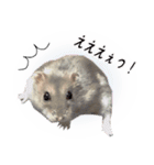 ハムスターのぽぽちゃん2（個別スタンプ：24）