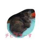 カイ、あんこ、大福、よもぎ（個別スタンプ：14）