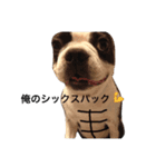 ボストンテリアのあとむくん（個別スタンプ：5）