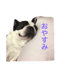 ボストンテリアのあとむくん（個別スタンプ：8）