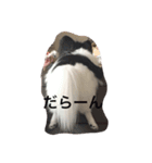 可愛い我が家のわんちゃん達です（個別スタンプ：2）