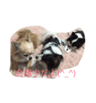 可愛い我が家のわんちゃん達です（個別スタンプ：7）