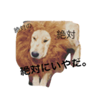 樋口家のわんこ（個別スタンプ：1）