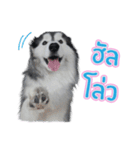 Lupang＆Luney Husky Thailand（個別スタンプ：3）