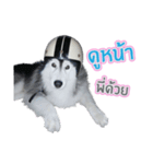 Lupang＆Luney Husky Thailand（個別スタンプ：6）