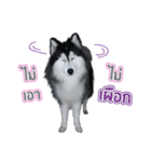 Lupang＆Luney Husky Thailand（個別スタンプ：7）
