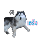 Lupang＆Luney Husky Thailand（個別スタンプ：9）