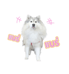 Lupang＆Luney Husky Thailand（個別スタンプ：11）
