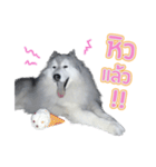 Lupang＆Luney Husky Thailand（個別スタンプ：12）