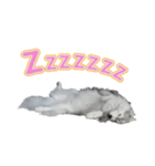 Lupang＆Luney Husky Thailand（個別スタンプ：15）
