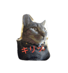 713cat（個別スタンプ：2）