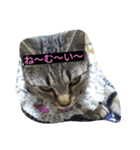 713cat（個別スタンプ：4）