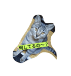 713cat（個別スタンプ：5）