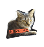 713cat（個別スタンプ：6）