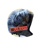 713cat（個別スタンプ：9）