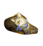713cat（個別スタンプ：10）
