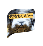 713cat（個別スタンプ：11）