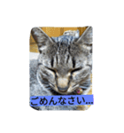 713cat（個別スタンプ：13）