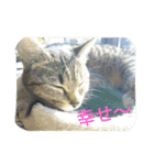 713cat（個別スタンプ：14）