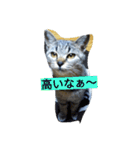 713cat（個別スタンプ：16）