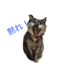 犬のみるくと猫のマリー（個別スタンプ：1）