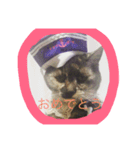 犬のみるくと猫のマリー（個別スタンプ：3）