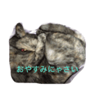 犬のみるくと猫のマリー（個別スタンプ：5）