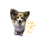 犬のみるくと猫のマリー（個別スタンプ：6）
