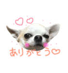 チワワのつぶあん（個別スタンプ：2）