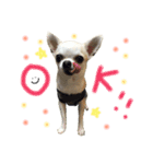チワワのつぶあん（個別スタンプ：3）