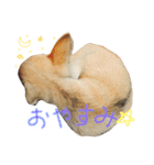 チワワのつぶあん（個別スタンプ：5）
