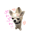 チワワのつぶあん（個別スタンプ：7）