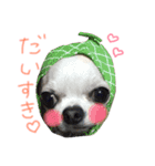 チワワのつぶあん（個別スタンプ：8）