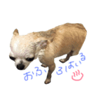 チワワのつぶあん（個別スタンプ：13）