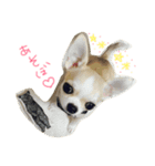 チワワのつぶあん（個別スタンプ：14）
