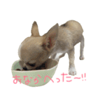 チワワのつぶあん（個別スタンプ：15）