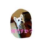wanwanparadise2（個別スタンプ：1）