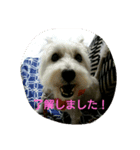 wanwanparadise2（個別スタンプ：2）